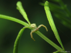 Misumenoides