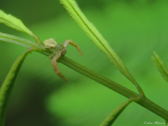 Misumenoides