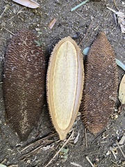 Amphilophium crucigerum