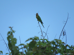 Eupsittula cactorum
