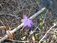 Pseuderanthemum praecox