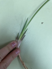 Cyperus surinamensis