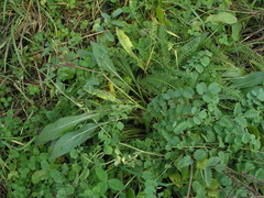 Sanguisorba minor balearica
