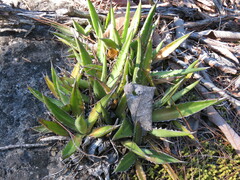 Agave funkiana