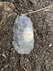 Amphilophium crucigerum