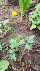 Ranunculus petiolaris