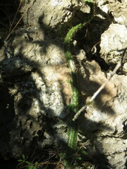 Hylocereeae