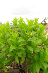 Mandevilla foliosa
