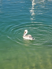 Pelecanus occidentalis
