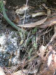 Hylocereeae