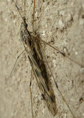 Tipula rufina