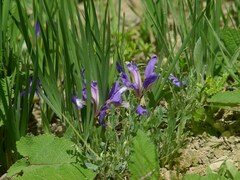 Iris pontica