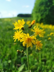 Crepis praemorsa