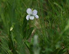 Viola accrescens