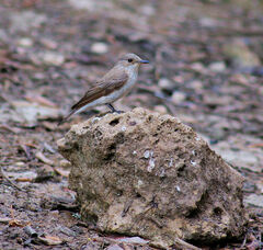 Muscicapa striata balearica