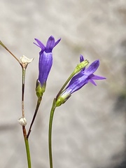 Siphocodon spartioides