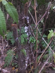 Pseudaulacaspis pentagona