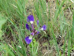 Iris pontica