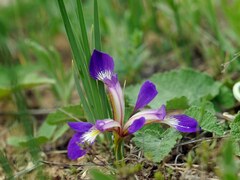 Iris pontica