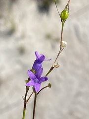 Siphocodon spartioides