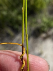 Siphocodon spartioides