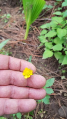 Ranunculus petiolaris