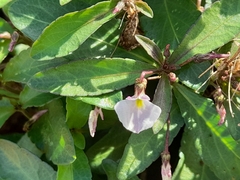 Pombalia linearifolia