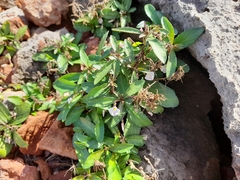 Pombalia linearifolia
