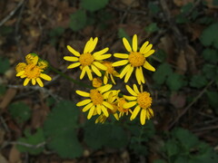 Packera coahuilensis