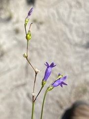 Siphocodon spartioides