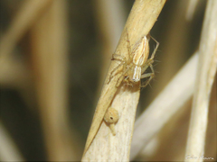 Oxyopes salticus