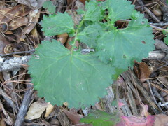 Packera coahuilensis