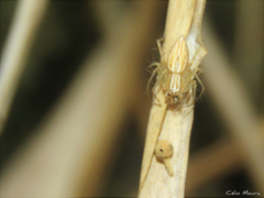 Oxyopes salticus