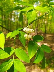 Staphylea pinnata