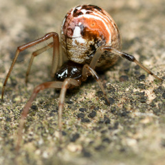 Parasteatoda lunata