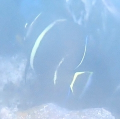 Pomacanthus arcuatus