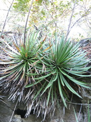 Agave gracielae