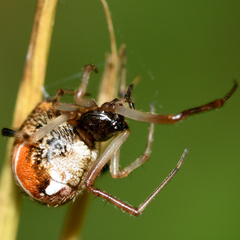 Parasteatoda lunata