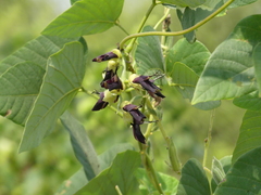 Mucuna pruriens