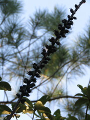 Agave gracielae