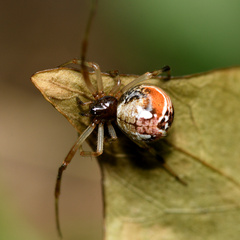 Parasteatoda lunata