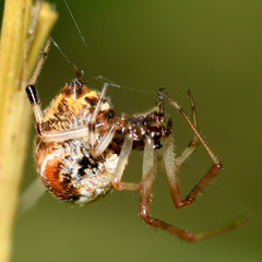 Parasteatoda lunata