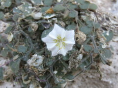 Chamaesaracha rzedowskiana