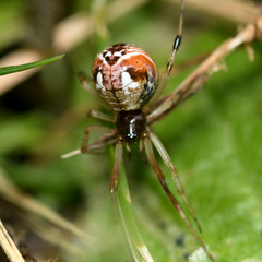 Parasteatoda lunata