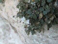 Chamaesaracha rzedowskiana