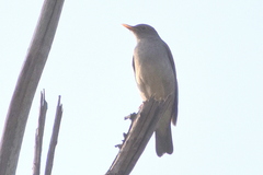 Turdus unicolor