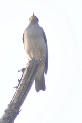 Turdus unicolor