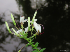 Tarenaya longicarpa