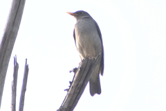 Turdus unicolor