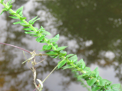 Tarenaya longicarpa